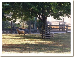 Moutons Moutons